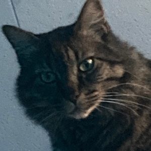 Meet your Posher, Paige